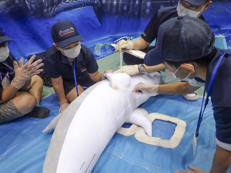 メイン画像:獣医療スタッフの仕事~水族館~